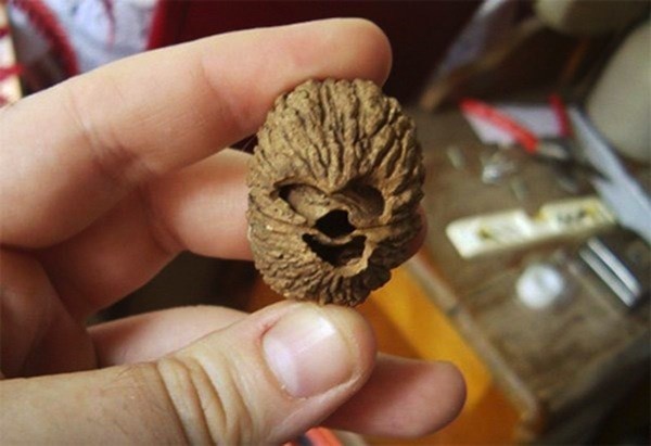 chewbacca walnut