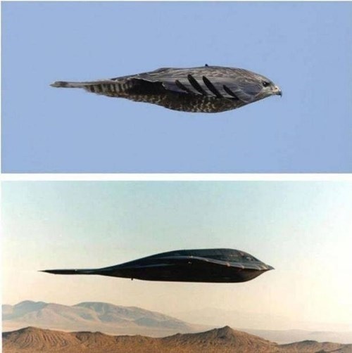 b2 bomber peregrine falcon