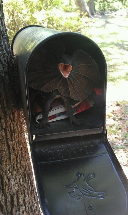 Leave a surprise in the mailbox.