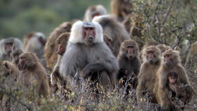In 1980s when a baboon troop was hit by a outbreak of tuberculosis killing all of its aggressive alpha males, the remaining passive males which were bullied by previous alpha males transformed the troop from an aggressive and violent troop into a peaceful one, which had never been seen before.