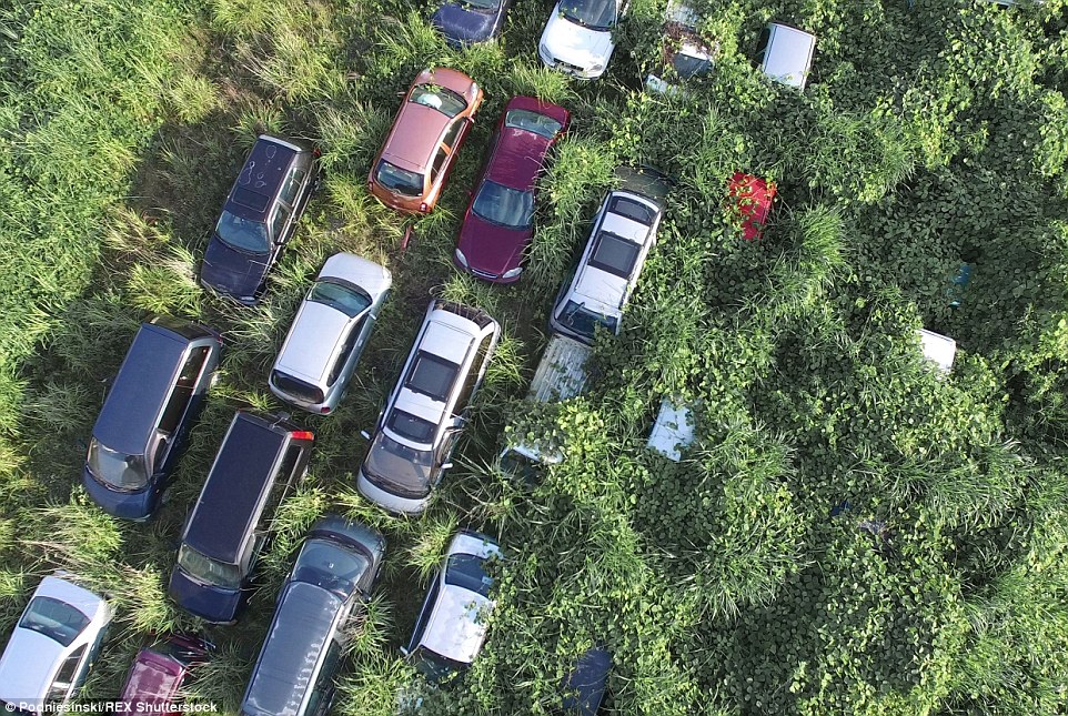 Photos depict a real post-apocalyptic wasteland where nature once again dominates the landscape.