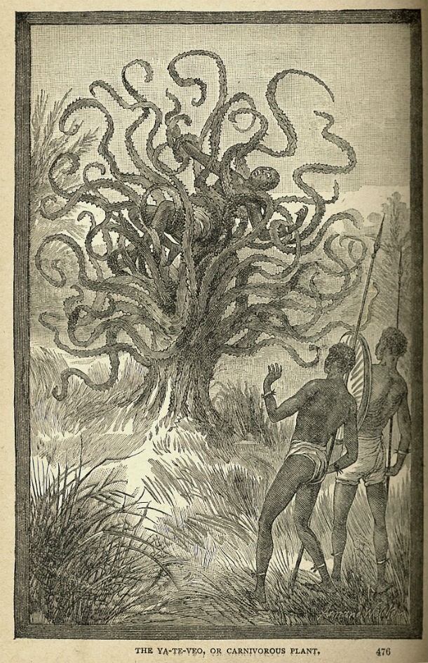 On April 28, 1874, the New York World ran an article announcing a German explorer’s discovery in Madagascar of a remarkable new plant species: a man-eating tree. The article included a gruesome description of a woman fed to the plant by members of the local Mkodos tribe. The story was debunked in 1955 by a science writer named Willy Ley, who discovered that not only were the tribe and the tree made up, but so was the German explorer who supposedly found them.