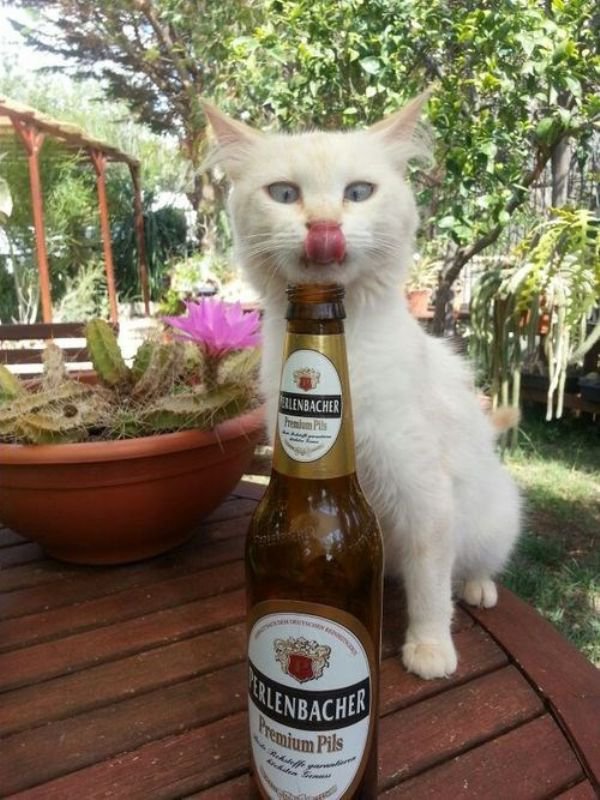 cats beer funny