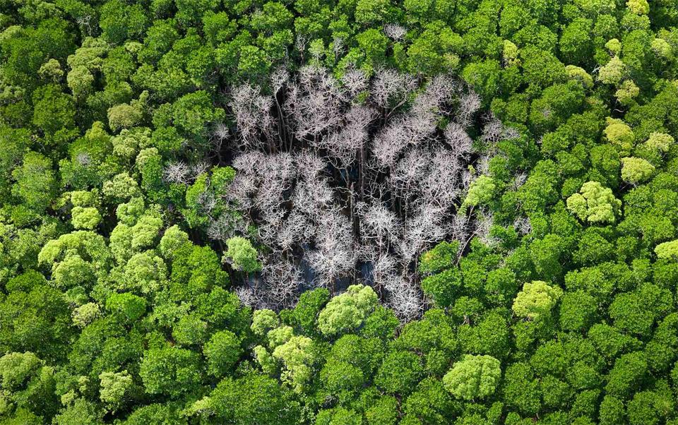 Where lightning struck in a forest