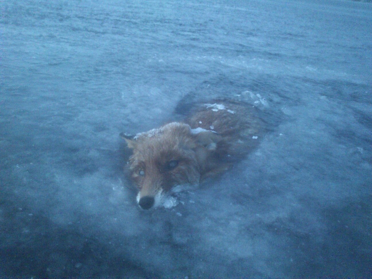 Frozen fox in swedish lake