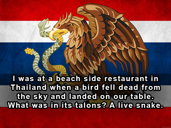 graphics - I was at a beach side restaurant in Thailand when a bird fell dead from the sky and landed on our table. What was in its talons? A live snake.