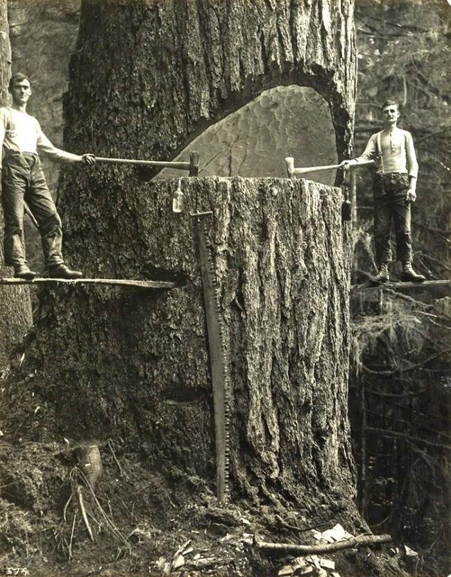 Two lumberjacks and a big tree in the Pacific Northwest 1915