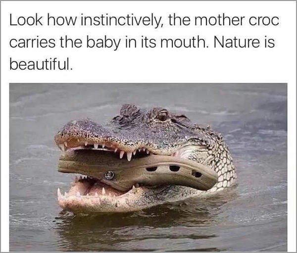 crocodile croc meme - Look how instinctively, the mother croc carries the baby in its mouth. Nature is beautiful.