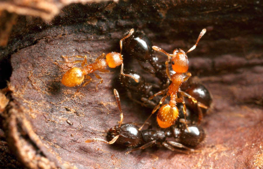 Ants enslaved by other ant species rebel against their masters by neglecting the work they’re assigned to do, and even killing the master species’ young. The slaves may not be able to save themselves, but by rebelling they can protect nearby relatives from the same fate.