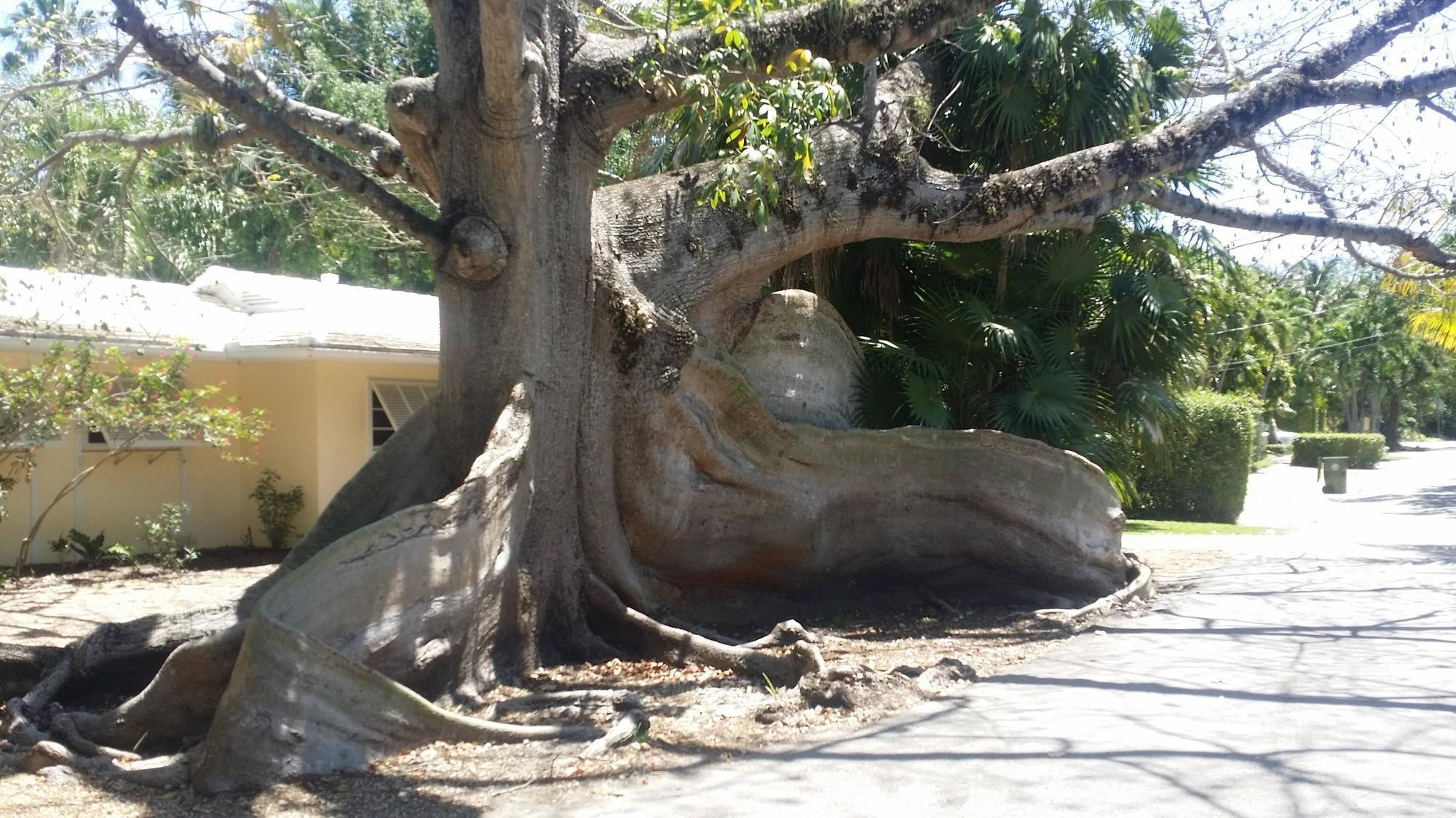 This incredibly unique tree.