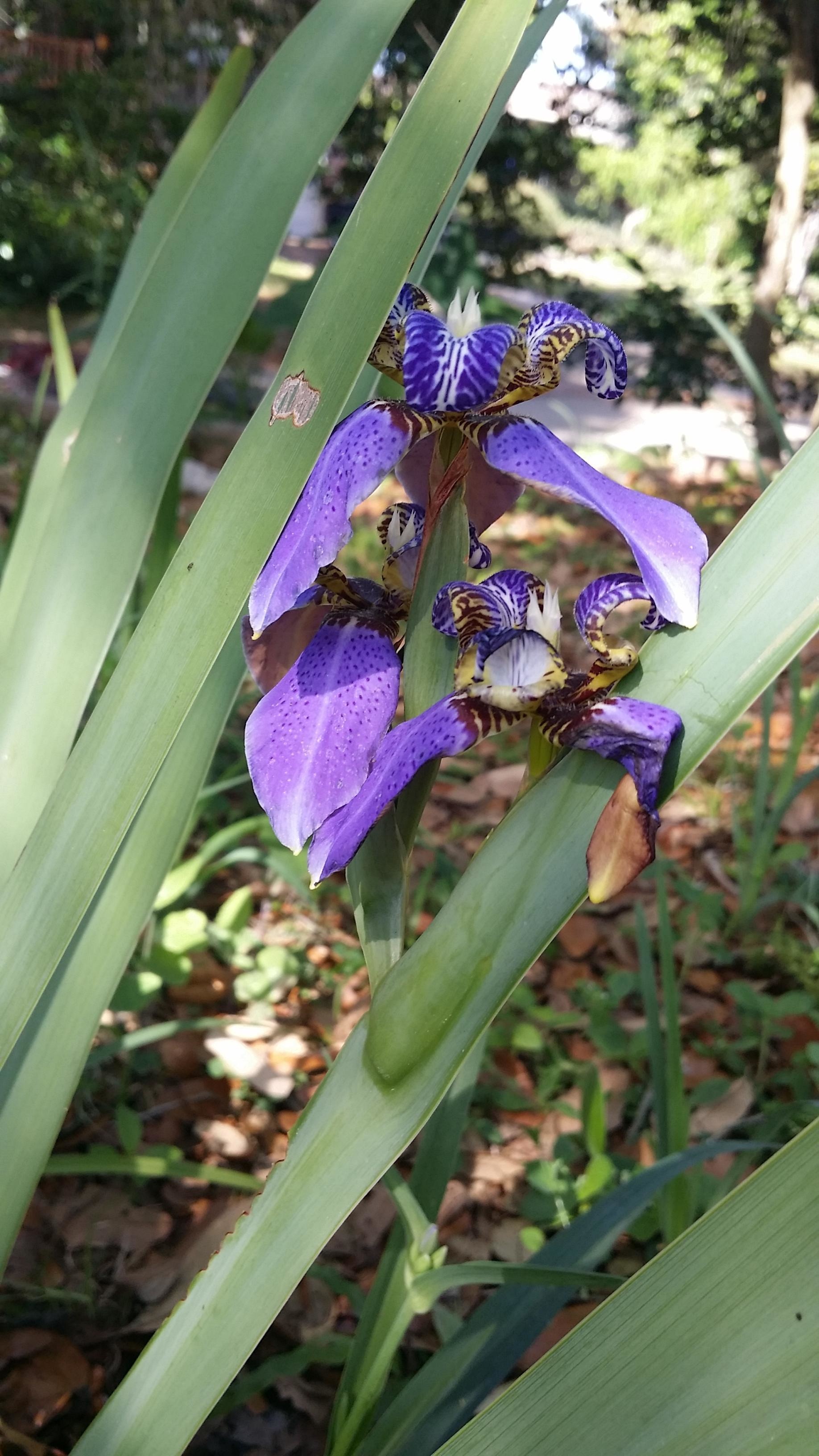 A flower that grew out of a leaf instead of a stem.