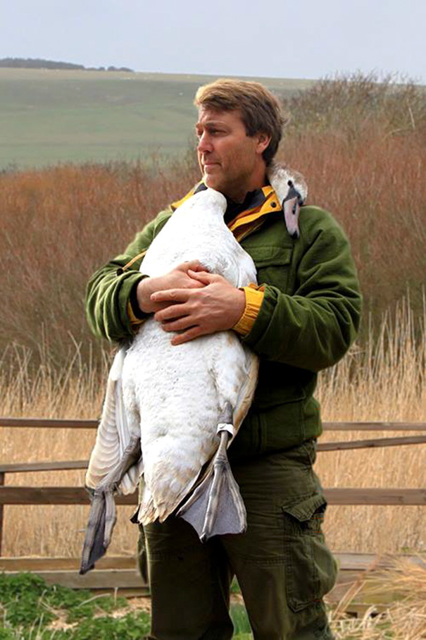 An injured swan hugging a man who just saved him.