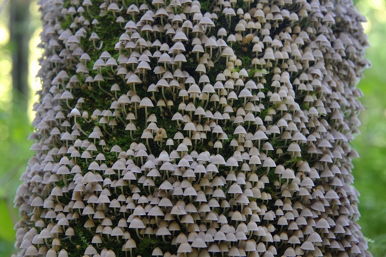 Mushrooms growing on tree bark.