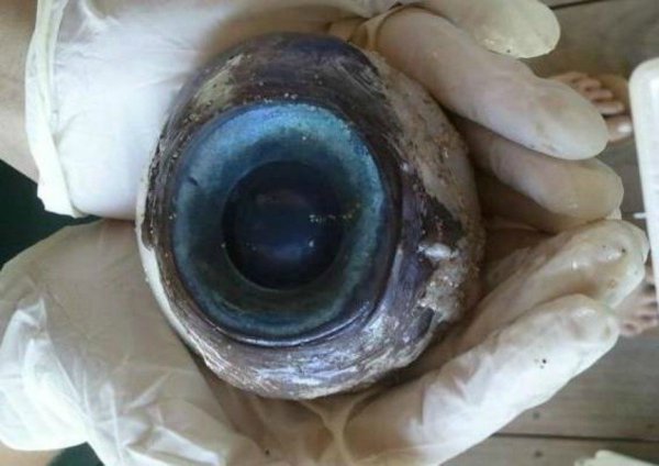 In 2012 a Florida man found an eyeball the size of a softball on Pompano Beach, Florida. In the old days this would have caused an uproar about sea monsters, but it was quickly handed over to wildlife officials who concluded it was the eye of a very, very large swordfish.