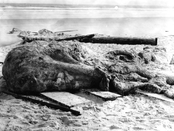 The St. Augustine Monster is one of the first examples of a globster-a name referring to an unidentified animal mass that washes ashore and gets cryptozoologists excited about sea monsters. This giant carcass was found by a couple of young boys playing on Anastasia Island in Florida in November of 1896. They thought it was a whale, but St. Augustine Historical Society and Instititute of Science founder Dr. De Witt Webb decided that it was the remains of a giant octopus and sent photos and a sample to the Smithsonian classifying it as that. It was tested for over 100 years, with the answer always changing between whale and octopus. Finally, in 2004, it was conclusively proven that the St. Augustine Monster was a whale all along- the two boys had been right.