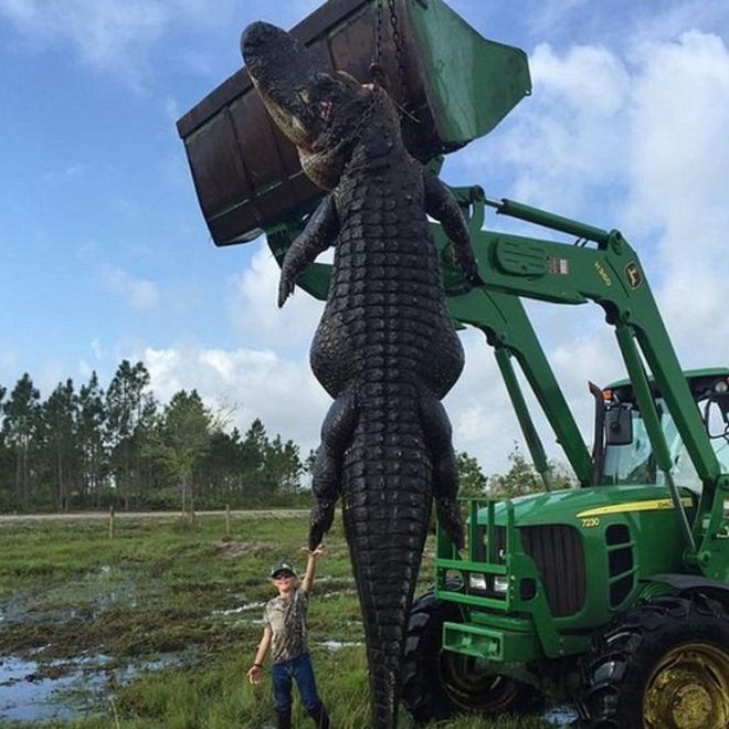 This 800 lb. beast was found eating cattle on a farm in Florida earlier this week