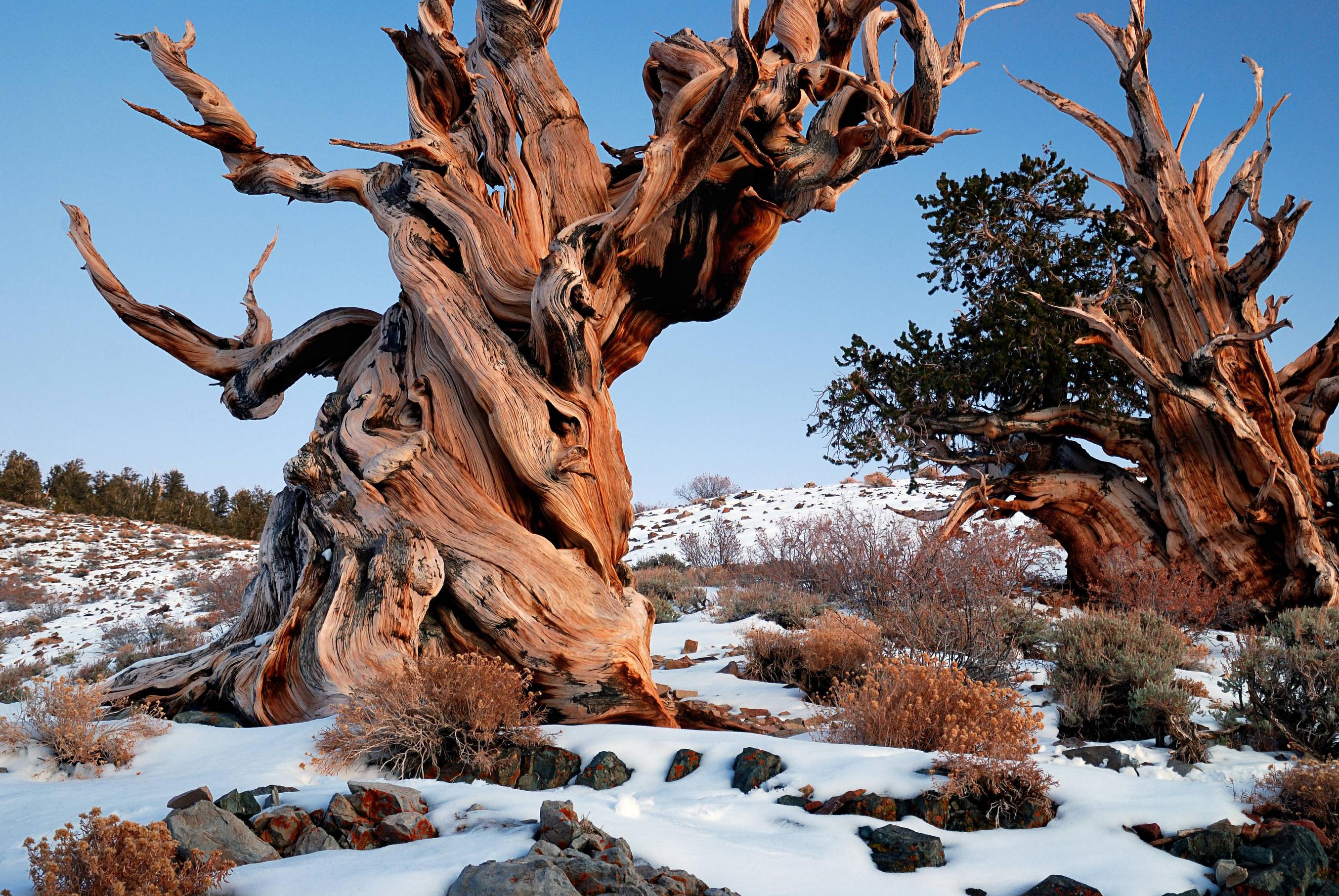 Second oldest tree in the world. Methuselah is a 4,847-year-old Great Basin bristlecone pine tree growing high in the White Mountains of Inyo County in eastern California.