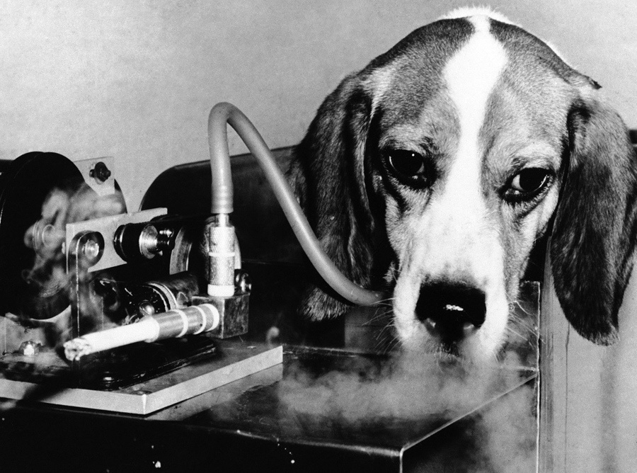 R&D tobacco testing on a sad looking beagle in 1963.