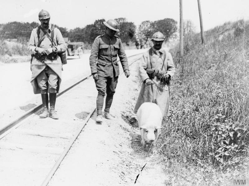 Two French and a British soldiers with a pig which they brought back during the retreat in 1918.