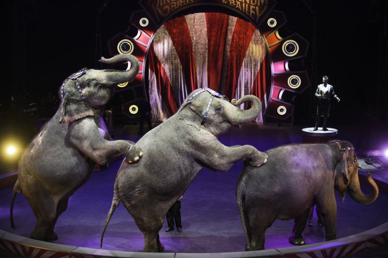 Ringling Bros. Barnum & Bailey circus has retired all but 11 elephants and will retire those 11 after a final show May 1st, 2016. The elephants will go to a Florida conservation where they help with cancer research, as they possess a special “P53 gene” which fights cancer.