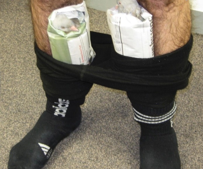 A man flying into Australia from Dubai was found with live pigeons stuffed into each leg of his pants.