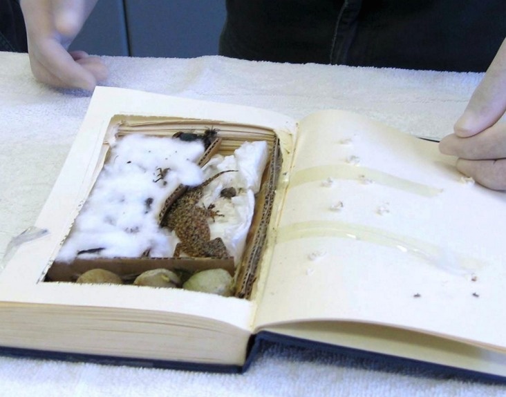 Customs officials in Australia found two adult and two baby geckos hidden inside a hollowed-out book. The sender was attempting to get them to the Czech Republic.