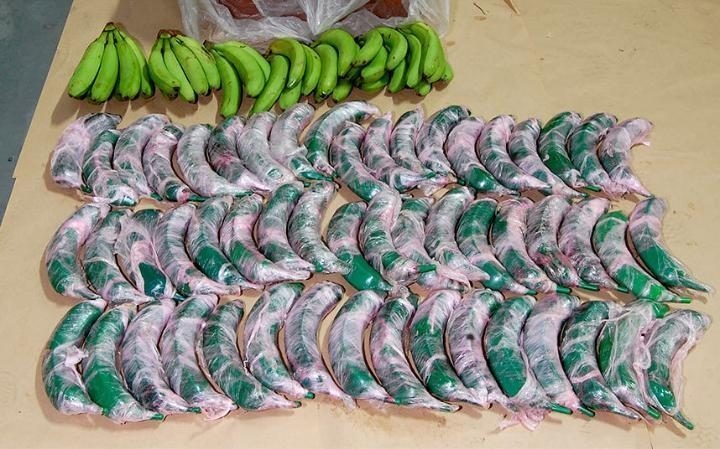 A Colombian cartel-employed fruit wholesaler tried to smuggle more than 100kg of cocaine inside of fake green bananas.