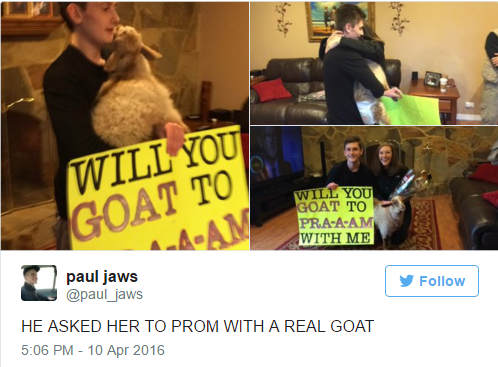 photo caption - Will You Goat To 1AAn Will You Goat To PraAAm With Me paul jaws y He Asked Her To Prom With A Real Goat
