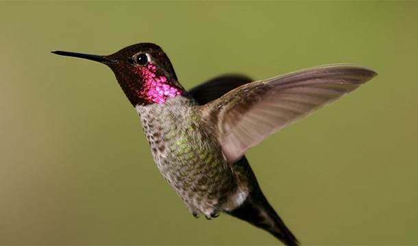 Hummingbirds actually use the silk of spider webs to make their nests