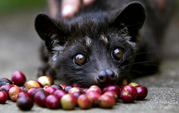 Kopi Luwak is the world's priciest coffee. The drink is brewed from beans swallowed and excreted by Indonesian civet cats, small mammals that look something like a cross between cats and weasels. The coffee sells for as much as $90 per cup. 

Civets once roamed free on plantations, feeding on coffee cherries at night. After the animals eat the flesh of the ripe coffee cherries, their digestive system apparently imparts a smooth body and aroma to the beans, which emerge whole on the other side. Their droppings are then collected, cleaned, roasted and brewed. But these days, the vast majority of civet farms cage their animals to maximize production.

Since the craze began, there have been several investigations into the treatment of captive civet cats. Critics say isolating the animals in cages and feeding them only coffee cherries is cruel and leads to erratic behavior and self-inflicted injuries.