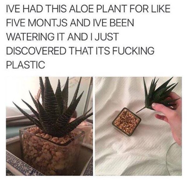 watering a plastic plant - Ive Had This Aloe Plant For Five Montjs And Ive Been Watering It And I Just Discovered That Its Fucking Plastic