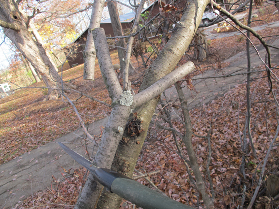 You can make your own slingshot out of a natural tree fork.