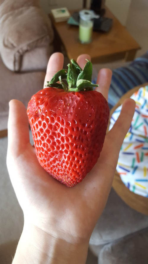 20 Freakish Foods That Are Strangely the Wrong Size