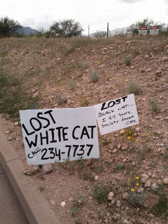 funny lost cat posters - Ost Black Cat. 1 I Am Sure Society dosset White Cat Cpu 2347737