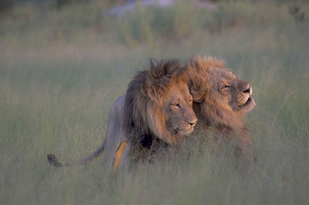 The photo of two male lions mating is making the news around the world. African lions expert, Kathleen Alexander, has another explanation; the animal in the bottom is actually a female with a mane.