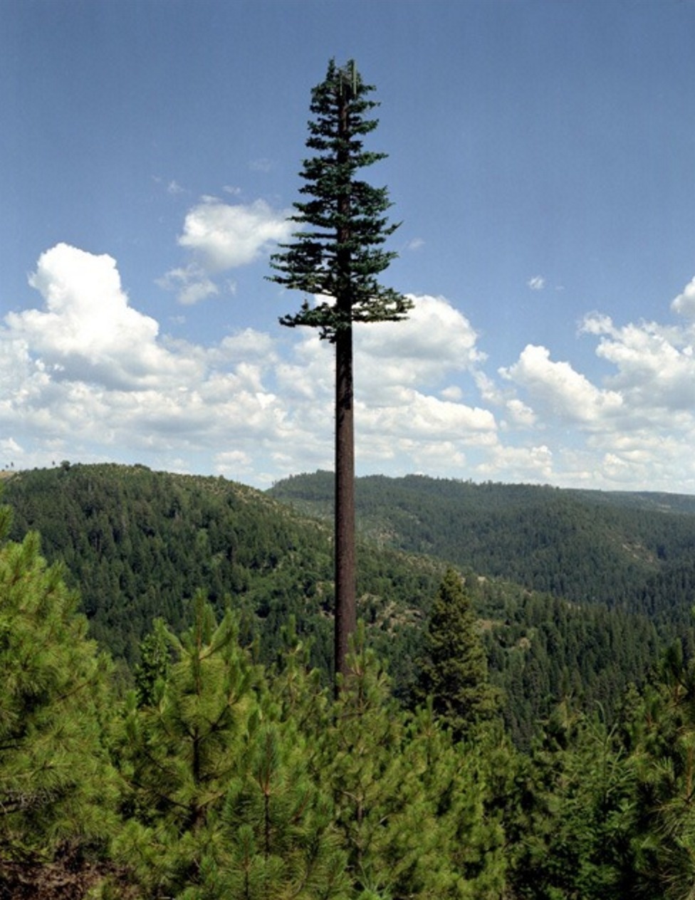 The overgrown, gigantic tree is actually a disguised cellphone tower.