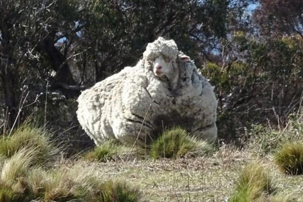 18 of the Scariest Things Ever Spotted in Australia