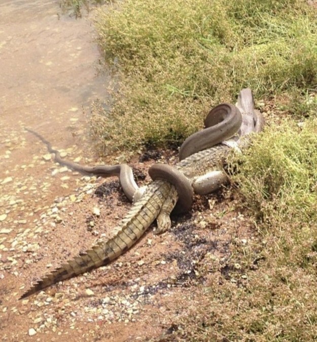 18 of the Scariest Things Ever Spotted in Australia