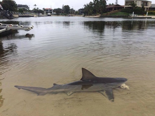 18 of the Scariest Things Ever Spotted in Australia