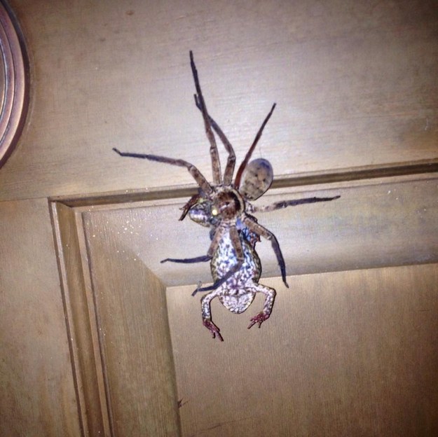 18 of the Scariest Things Ever Spotted in Australia