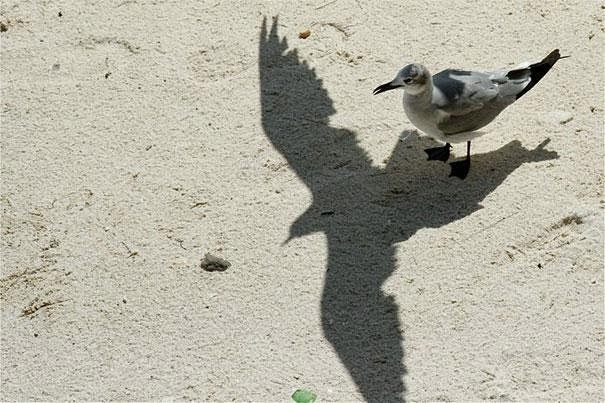 25 Misleading Shadows That Tell A VERY Different Story.