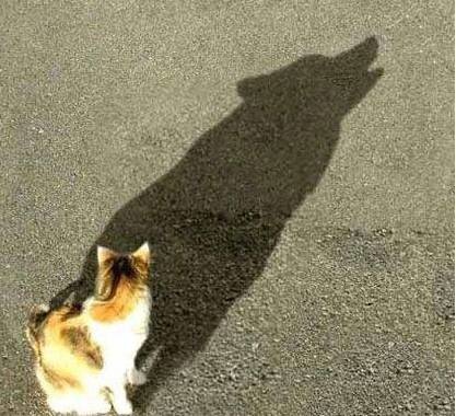 25 Misleading Shadows That Tell A VERY Different Story.