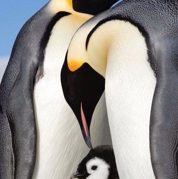 When penguin mothers lose a chick, they sometimes attempt to steal someone else's.
