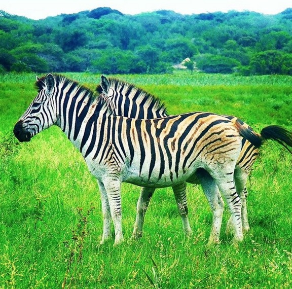 Scientist identify zebras by scanning their stripes -- kind of like a bar code.