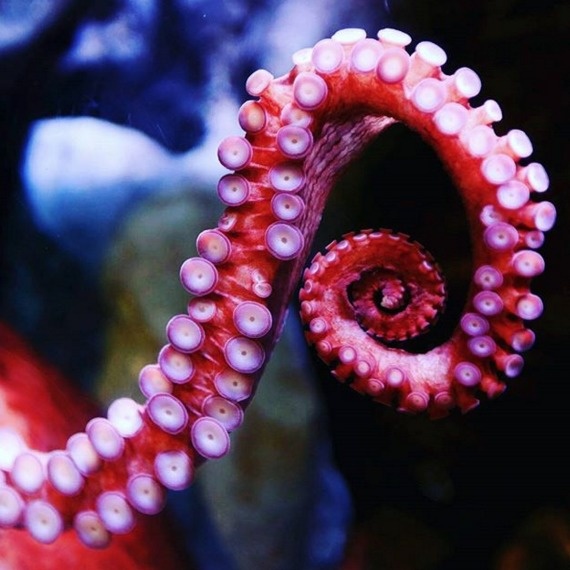 An octopus will eat its own arms if it gets really hungry.