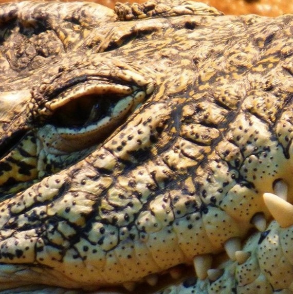 Crocodiles go through about 8,000 teeth in a lifetime.