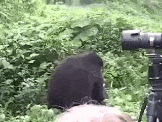 A gorilla’s gentle reminder that he could easily kill you