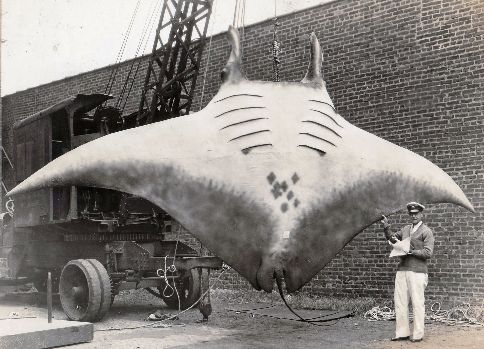 A 20-foot-wide, 5,000-pound Manta Ray known as the Great Manta, caught off the coast of New Jersey in 1933.