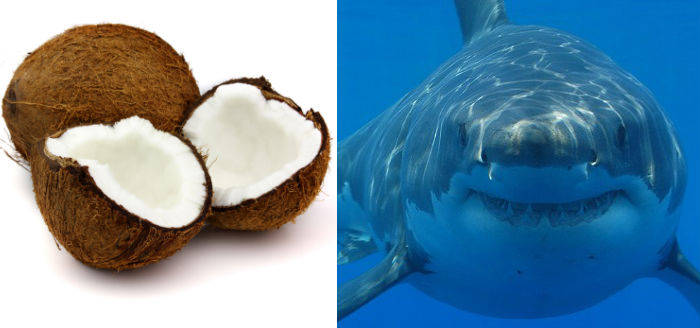 More people are killed every year by falling coconuts than by sharks.