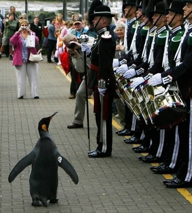 Once, Norway knighted a penguin.